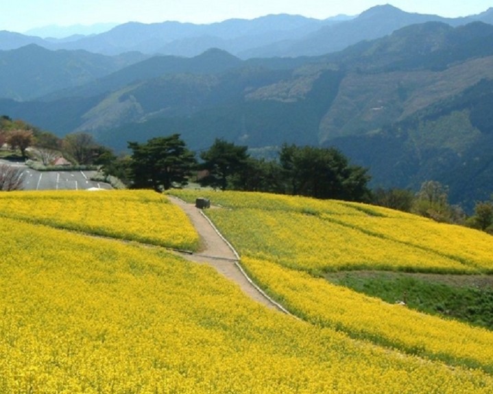 圖：愛媛縣國際交流課╱提供