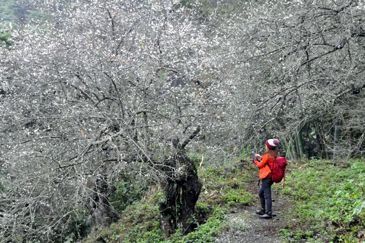 茂林國家風景區舉辦「山城花語溫泉季系列活動」行銷六龜。　圖：茂林國家風景區管理處╱提供