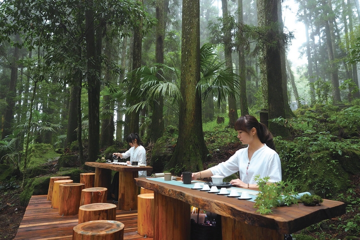 阿里山避暑森林秘境的森林間體驗茶香，伴著森林的芬多精及靈氣。　圖：阿里山國家風景區管理處╱提供
