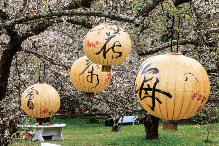 南投縣花開滿園，美不勝收。　圖：南投縣政府╱提供