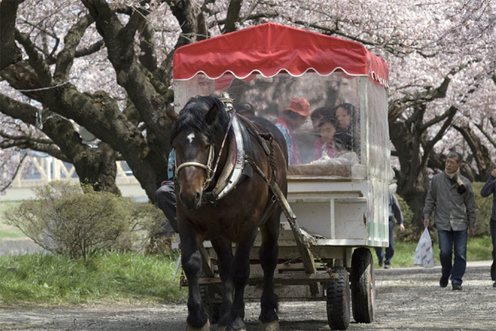 北上展勝地能夠乘船或馬車賞櫻，選擇相當多元。　圖：旬刊旅行新聞／提供