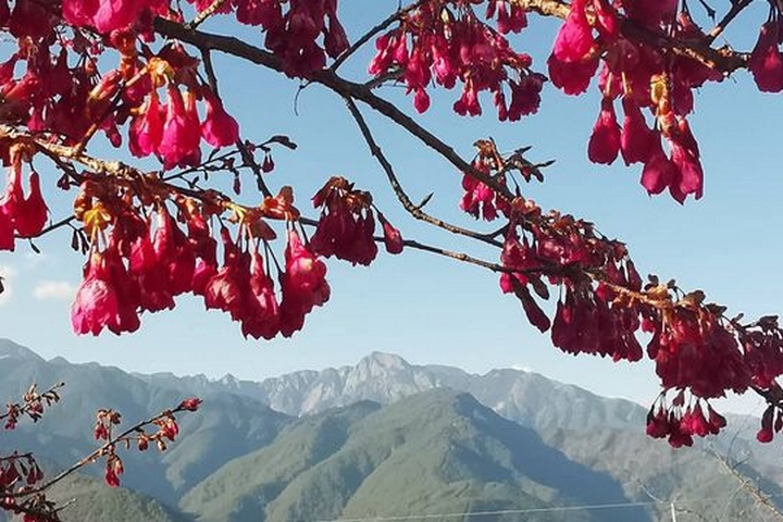 春日踏青／到參山國家風景區賞花 梨山獅頭山櫻花盛開、八卦山李花綻放