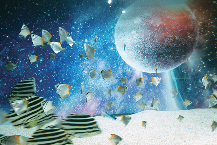 透過欣賞水族箱,遊客宛如體驗一趟宇宙旅行。 圖:旬刊旅行新聞/提供