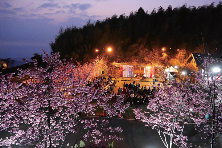 遊客在春夜的櫻花下結合音樂和美麗的燈光下品茗　圖：阿里山國家風景區管理處／提供