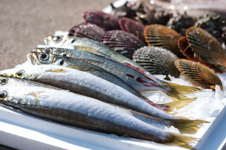 ▲午餐大吃現宰黑鮪魚和新鮮魚貝類。　圖：長崎縣對馬市／提供