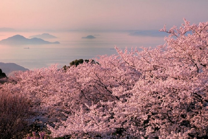 ▲春天的紫雲出山，粉嫩櫻花盛開與瀨戶內海交織宛如仙境。　圖：香川縣╱提供