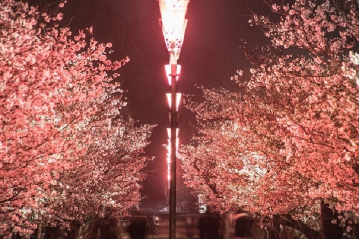 ▲漫步在龜鶴公園櫻花盛開的粉紅隧道　圖：香川縣╱提供