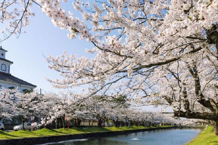 ▲山形縣鶴岡公園的春櫻　圖：JR東日本創造旅╱提供