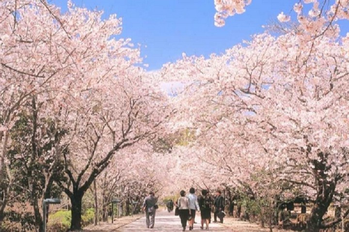 ▲鏡野公園的櫻花隧道也是櫻花名所百選。　圖：高知縣╱提供