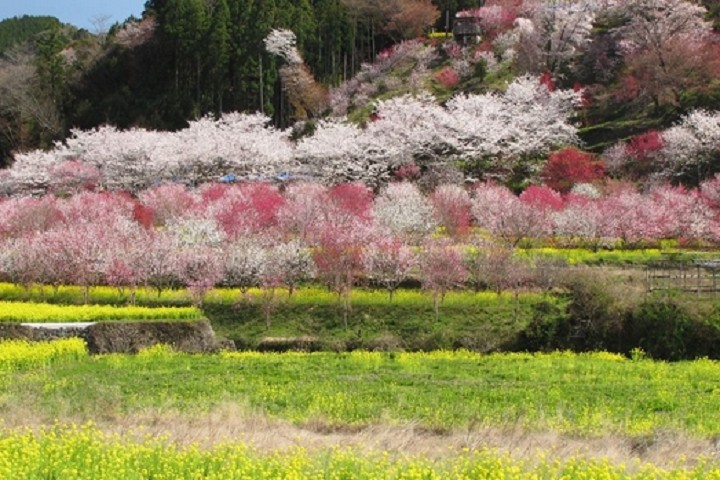 ▲美麗的花桃盛開時，將高知縣打造成桃花仙境。　圖：高知縣╱提供