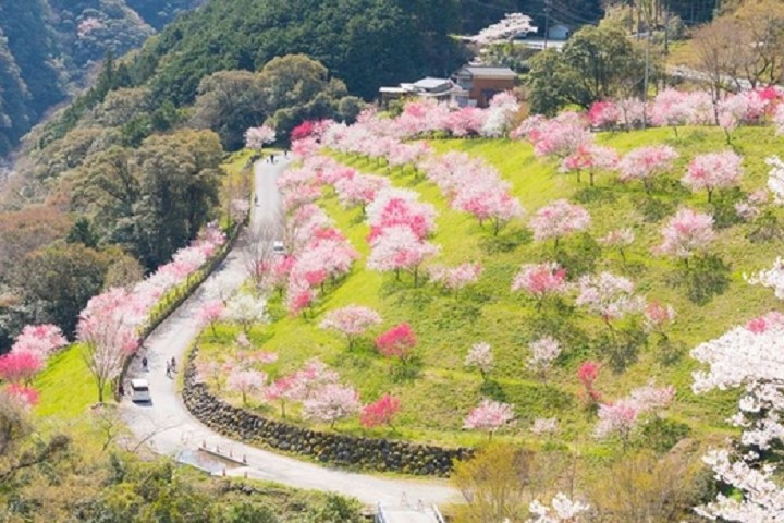 ▲引地橋花公園花桃盛開時，是絕佳私房賞花景點。　圖：高知縣╱提供