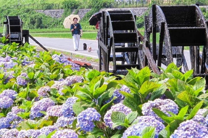 ▲五月底盛開的繡球花，將安並水車之里添增繽紛色彩。　圖：高知縣╱提供