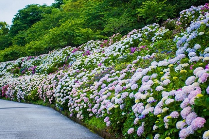 ▲全長1.2公里的野市繡球花街道，盛開時花況讓人驚豔。　圖：高知縣╱提供