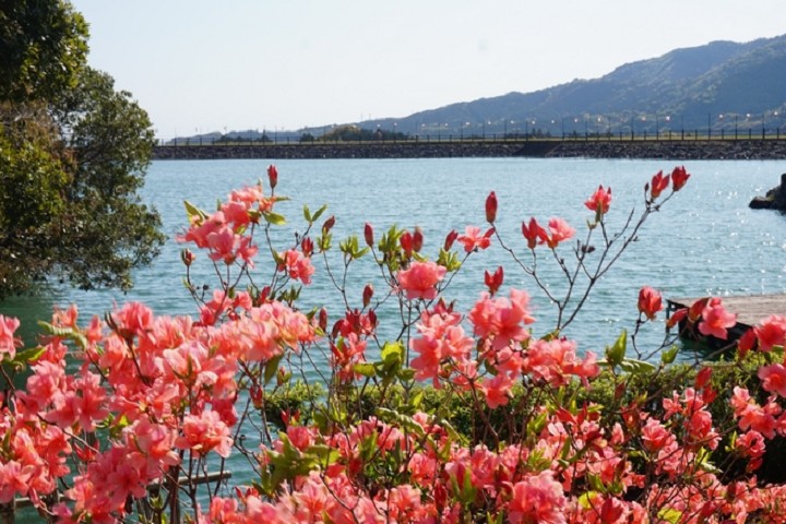 珍藏最美相遇！高知縣賞花推薦：花桃、油菜花、櫻花絢爛奪目