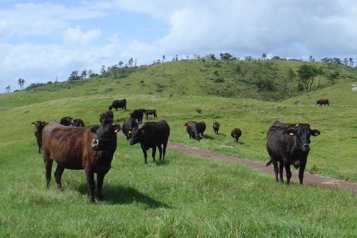 ▲放牧在開闊草原上的平戶牛，每頭都受到悉心照顧。　圖：平戶觀光協會／提供