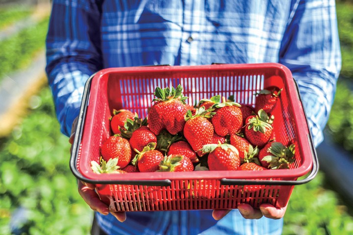 ▲大湖可以說與草莓畫上了等號，又稱為「草莓之鄉」，是大湖主要的經濟作物。　圖：旅奇週刊╱提供