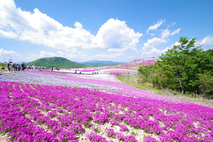 茶臼山高原芝櫻祭往年皆於5月上旬登場，今年因疫情停辦。　圖：愛知縣東三河廣域觀光協議會／提供