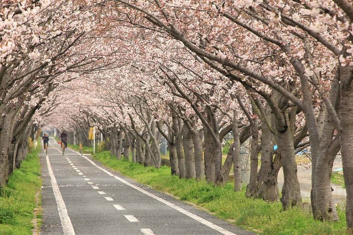 佐賀最美的單車追櫻路線大公開～徐福自行車道