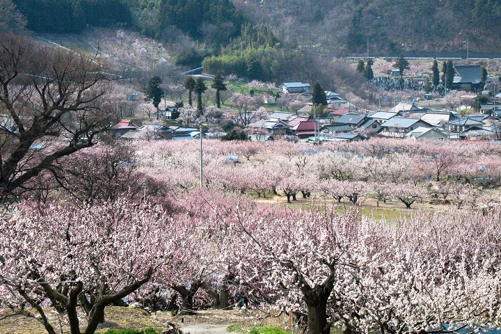 來去日本新秘境 「長野 ・千曲市」 杏桃之鄉完全制霸指南