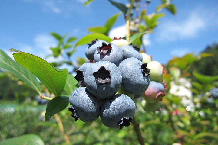 ▲夏季平均溫度為28度的豐根村，十分適合種植藍莓。　圖：愛知縣東三河廣域觀光協議會／提供