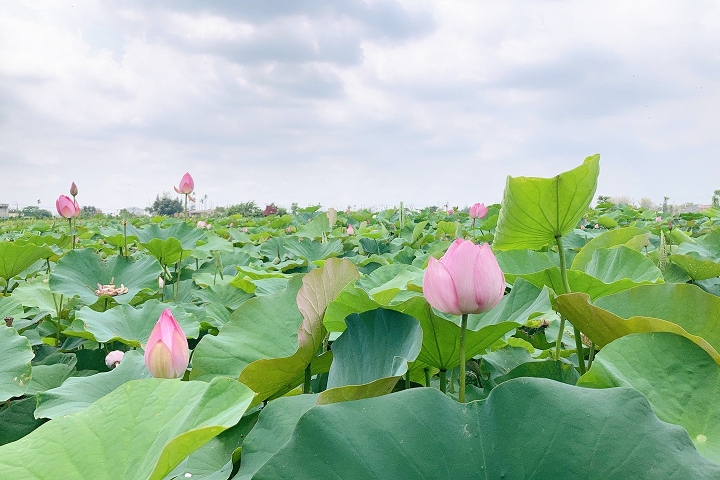 台南白河蓮花節已經開跑。　圖：白河區公所╱提供