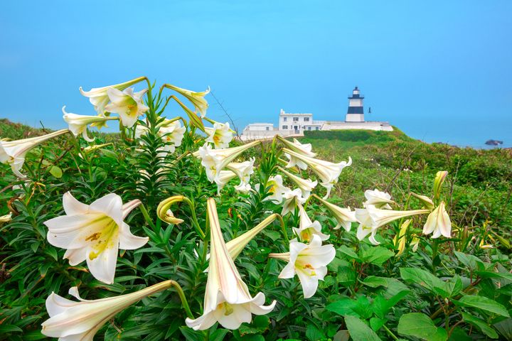 ▲富貴角燈塔百合花搖曳生姿。  圖：交通部觀光局北海岸及觀音山國家風景區管理處╱提供