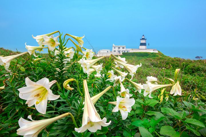 ▲富貴角燈塔百合花搖曳生姿。  圖：交通部觀光局北海岸及觀音山國家風景區管理處╱提供