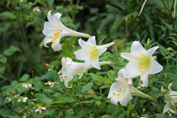 ▲麟山鼻百合花美景。  圖：交通部觀光局北海岸及觀音山國家風景區管理處╱提供