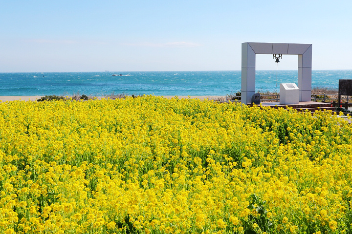 愛知縣田原市．夢幻金黃毧毯 千萬株的油菜花花海