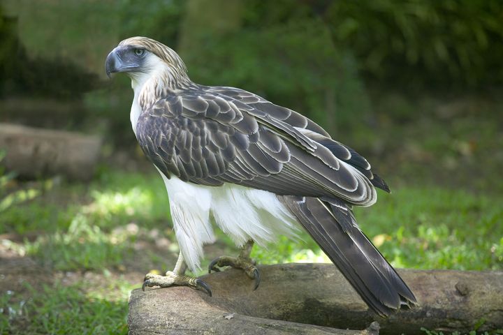 ▲菲律賓國鳥－食猿鵰。　圖：菲律賓觀光部台灣分處╱提供