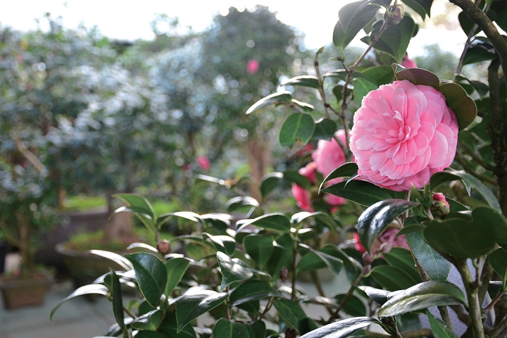 全台最大茶花園 明月居茶花山莊