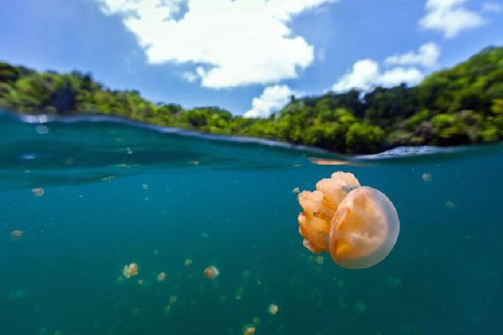 ▲超Q萌的無毒水母請小心呵護。　圖：帛琉觀光局Palau Visitors Authority╱提供