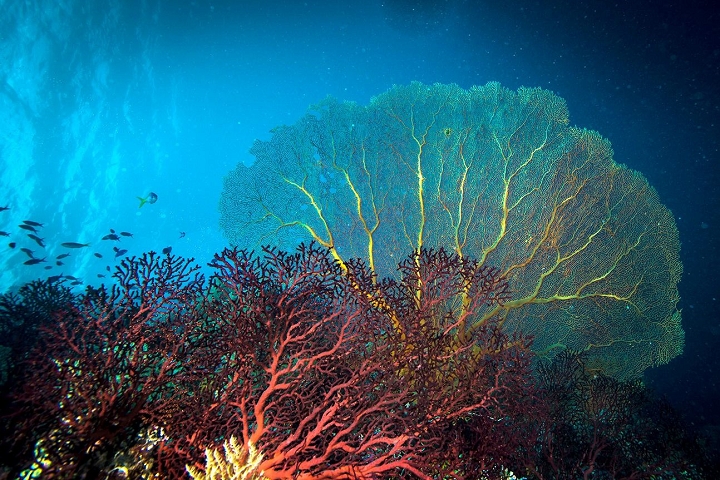 ▲潛入絕美的珊瑚礁幸福感大增。　圖：帛琉觀光局Palau Visitors Authority╱提供