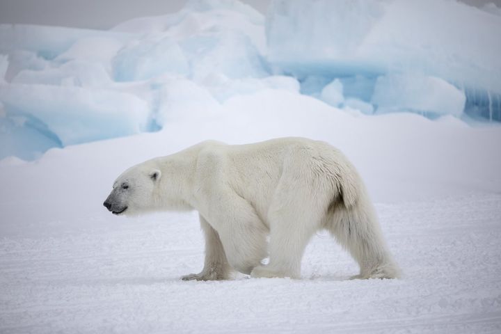 ▲努納武特地區的北極熊。　圖：加拿大旅遊局╱提供