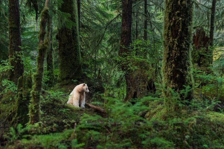 加拿大的自然環境，持續孕育大地上的野生動物。　圖：加拿大BC省旅遊局-Yuri Choufour╱提供 