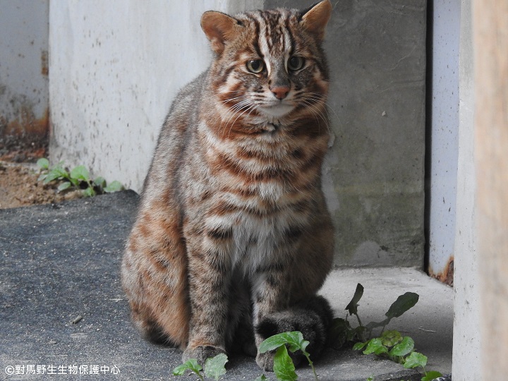 ▲對馬山貓的特色是圓小的耳朵、額頭的黑白條紋、粗壯的尾巴等，跟台灣石虎外型相似。　圖：對馬野生生物保護中心／提供