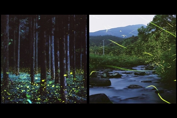 初夏最美風景 國境之島「對馬」的浪漫螢河