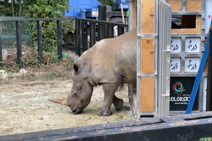 ▲艾瑪剛抵東武動物公園新家，好奇走出箱籠認識新環境，隨後自己步入欄舍中。　圖：六福旅遊集團提供╱提供