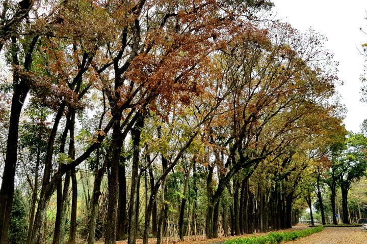 ▲新威森林公園冬末春初的桃花心木林，別有一番風情。　圖：交通部觀光局茂林國家風景區管理處╱提供