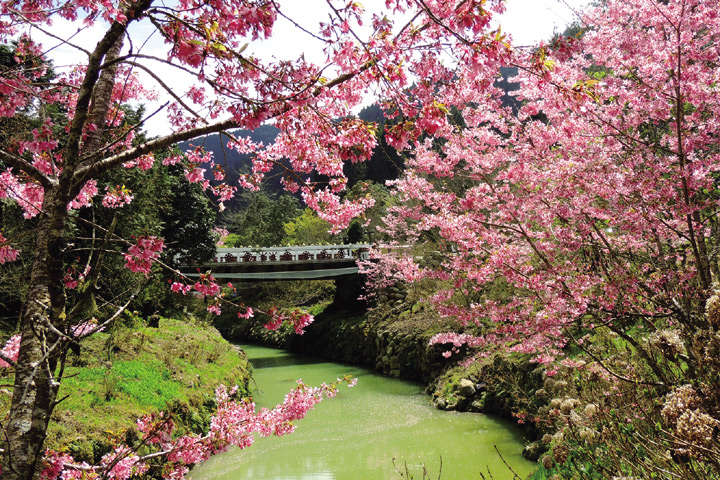▲3月盛開的椿寒櫻。　圖：杉林溪森林生態渡假園區／提供
