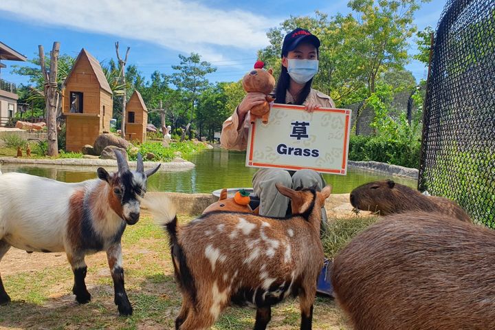 ▲可愛動物化身為線上網紅賣萌。　圖：六福村主題遊樂園╱提供