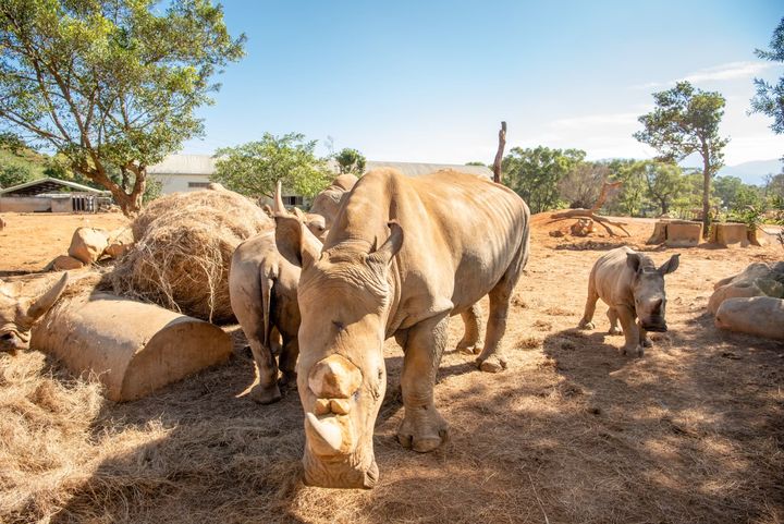 ▲現在可觀賞動物線上直播。　圖：六福村主題遊樂園╱提供