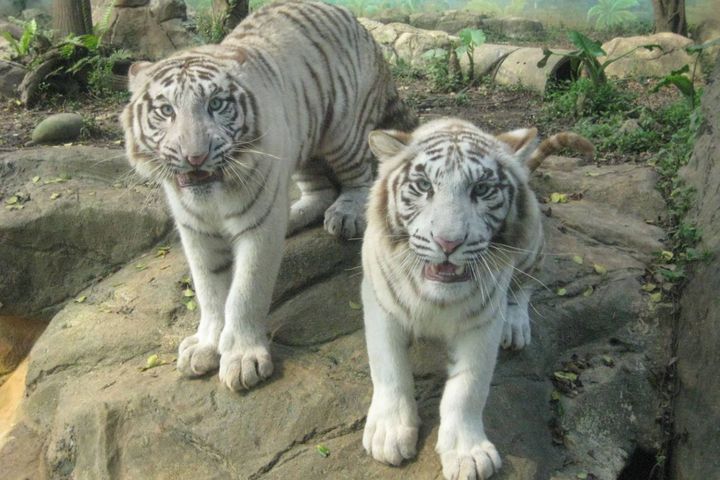 動物園直播，解謎白老虎的秘密。　圖：六福村主題遊樂園╱提供