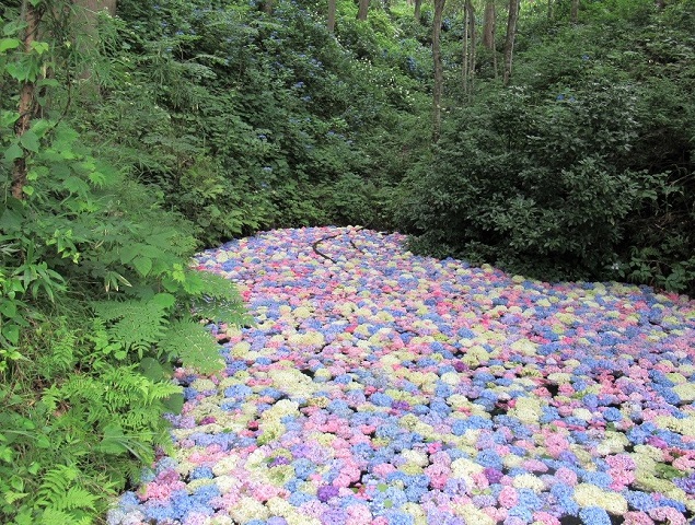 ▲位於岩手縣一關市的「陸奧繡球花園」在繡球花季末期會出現一池滿滿的「繡球花池」，美極了。  圖：岩手縣一關市／提供