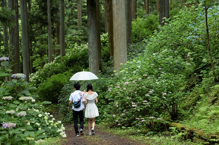 岩手期間限定！日本最大繡球花園，有4個東京巨蛋那麼大！