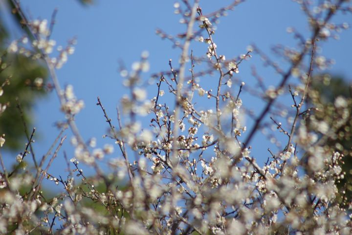 線上遊茂林推出「一日山城人」影片，欣賞六龜梅花盛開美景。 　圖：交通部觀光局茂林國家風景區管理處╱提供