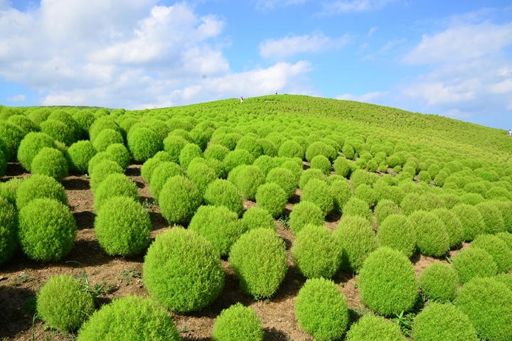 夏季必賞！茨城「常陸海濱公園」萬株小綠掃帚草接力報到