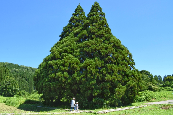 ▲戴上草帽假裝自己是電影中的小女孩，跟龍貓樹留下合照吧。　圖：寫真AC／來源