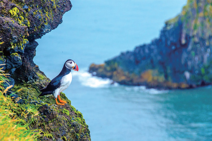 夏季來到冰島一定要探訪當地的特有種—海鸚鵡（Puffin）。　圖：Shutterstock／來源 