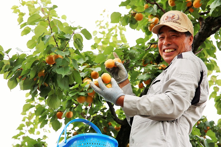 ▲千曲市的杏桃結菓期在六月底至七月上旬，部分果園開放現採現吃。  圖：日本旅行情報局/提供